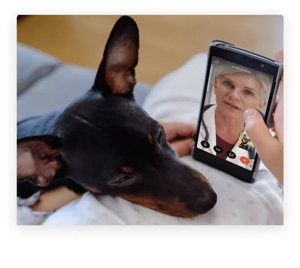 Helping dogs with pet telehealth