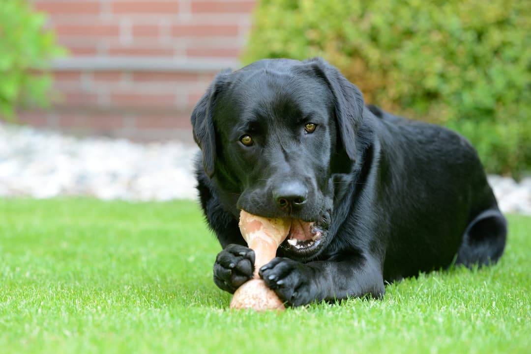 Giving pork hot sale bones to dogs