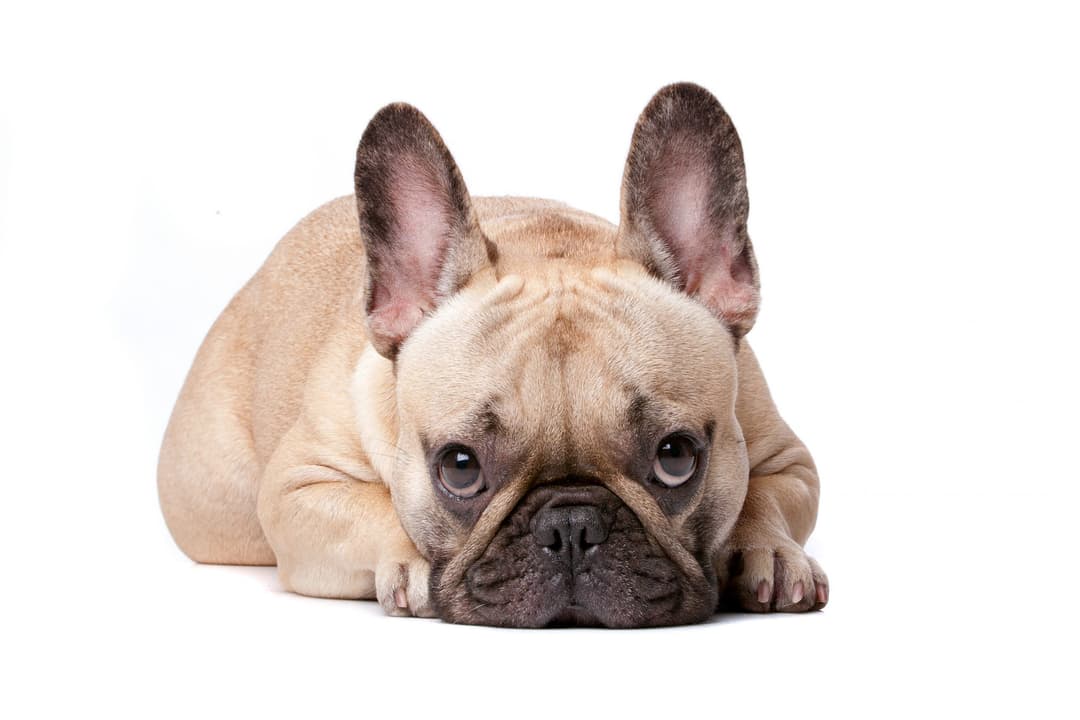 Dog Ear Infections Causes Symptoms and Treatments Airvet
