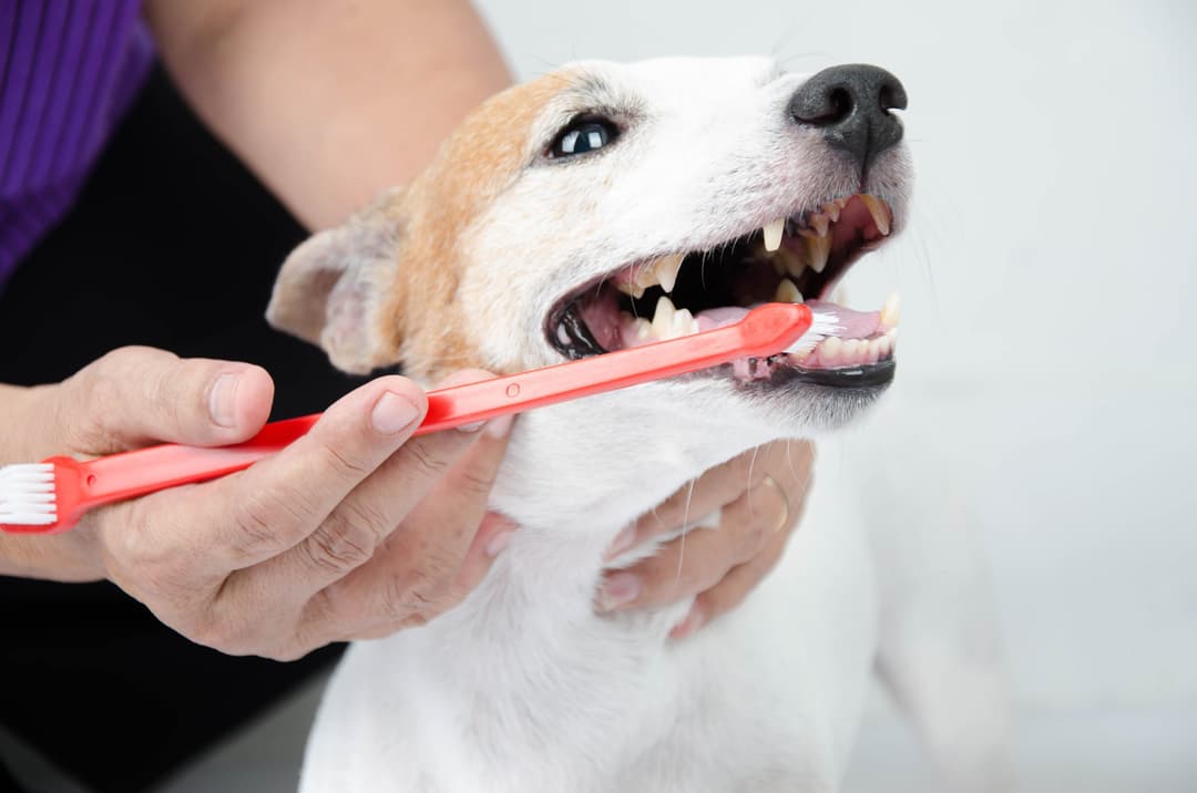 How to Keep Your Dog s Teeth Clean Airvet